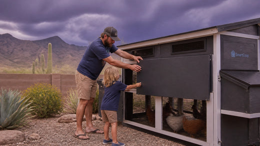How to Protect Your Flock During an Arizona Monsoon: A July Checklist