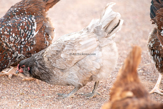 Heat-Hardy Chicken Breeds: Which Survive Arizona Summers Best (Comparison Chart)