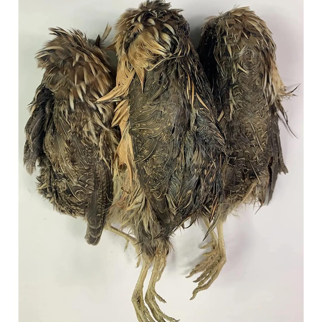 Whole dehydrated quail birds, ideal for bird dog training and falconry, from Quailz.com, featuring natural feathers.