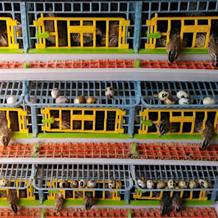 Cimuka stackable 3-layer quail breeding cage in plastic, holds 15 birds, designed for coturnix quail.