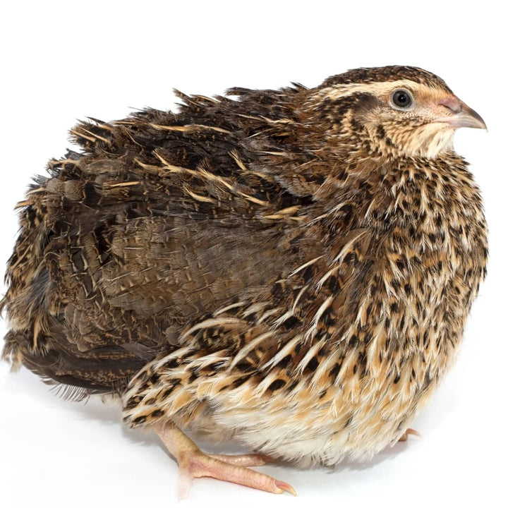 Mixed Pharaoh and Italian coturnix quail hatching eggs in brown shells from Quailz.com