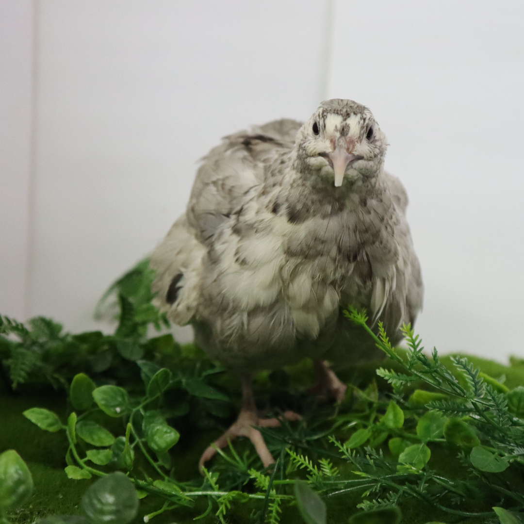 Andalusian Coturnix quail hatching eggs, 12 fertile brown speckled eggs in a carton by Quailz.com