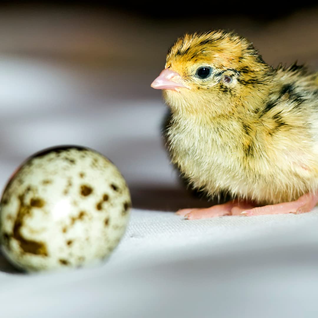 Fertile Jumbo Coturnix quail hatching eggs in mixed colors from Quailz.com