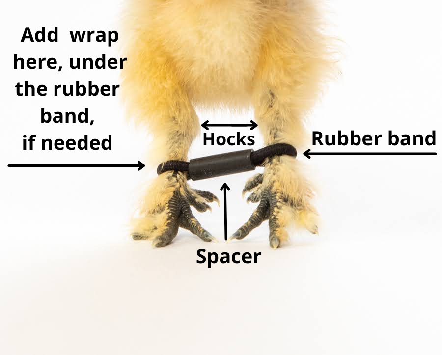 Chick First Aid Kit - Complete Emergency Care for Baby Poultry