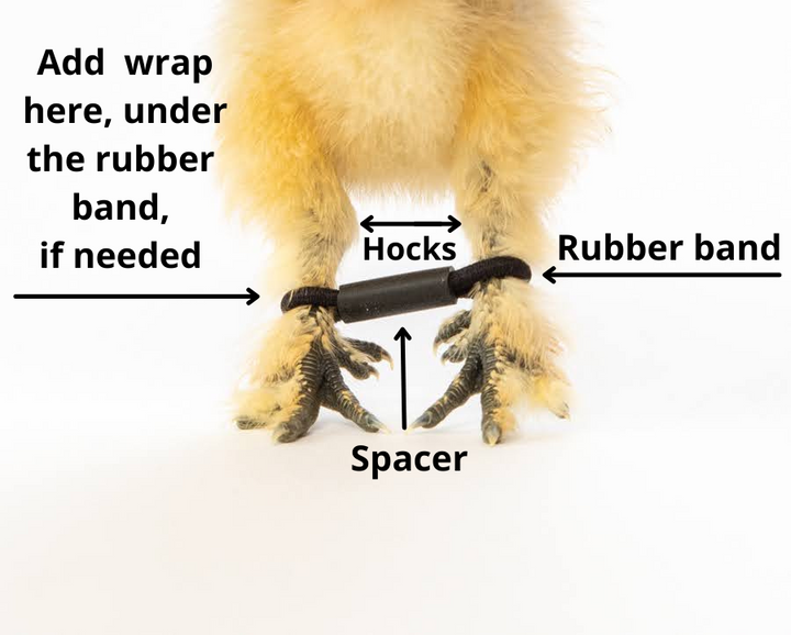 Chick First Aid Kit - Complete Emergency Care for Baby Poultry