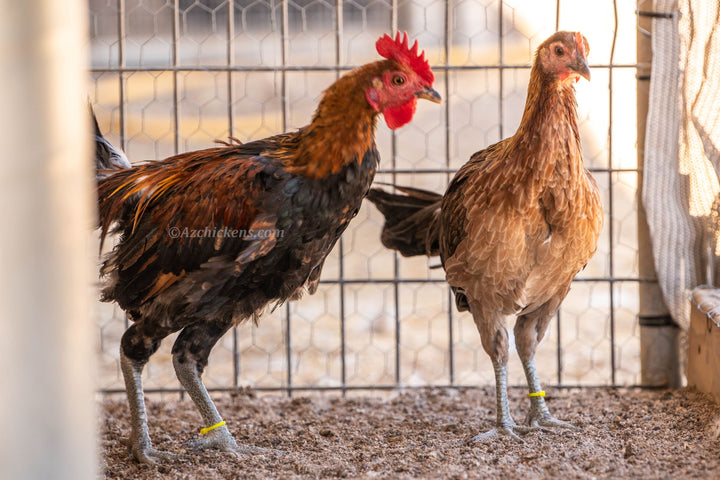 Huevos de Incubación Ayam Ketawa - Raza de Gallina Risueña de Indonesia