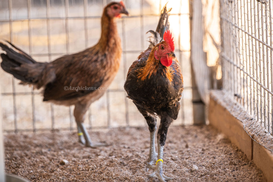 Huevos de Incubación Ayam Ketawa - Raza de Gallina Risueña de Indonesia