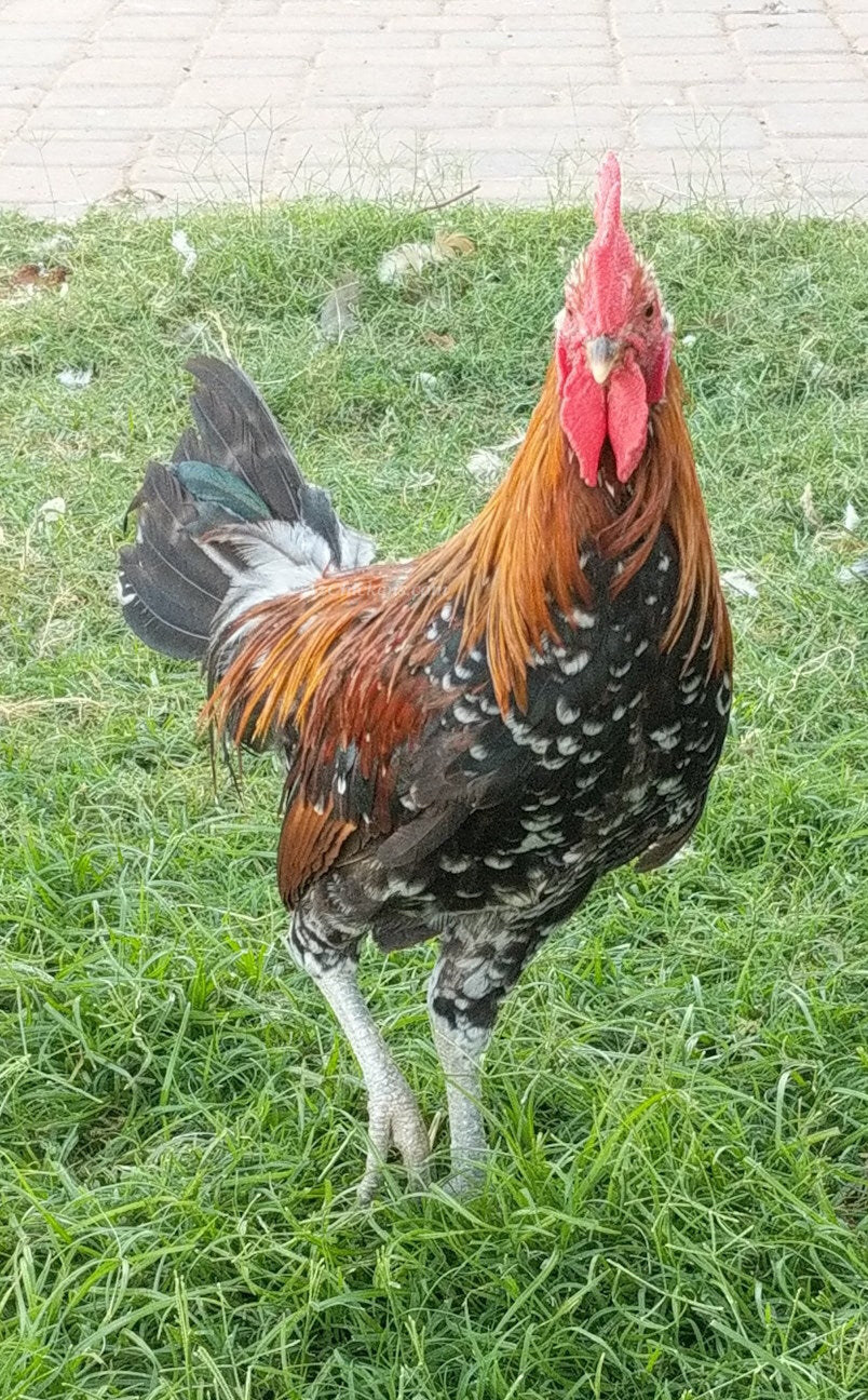 Huevos de Incubación Ayam Ketawa - Raza de Gallina Risueña de Indonesia