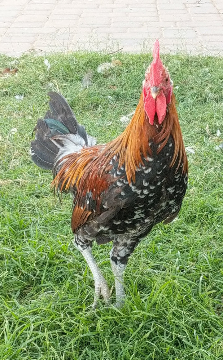 Huevos de Incubación Ayam Ketawa - Raza de Gallina Risueña de Indonesia
