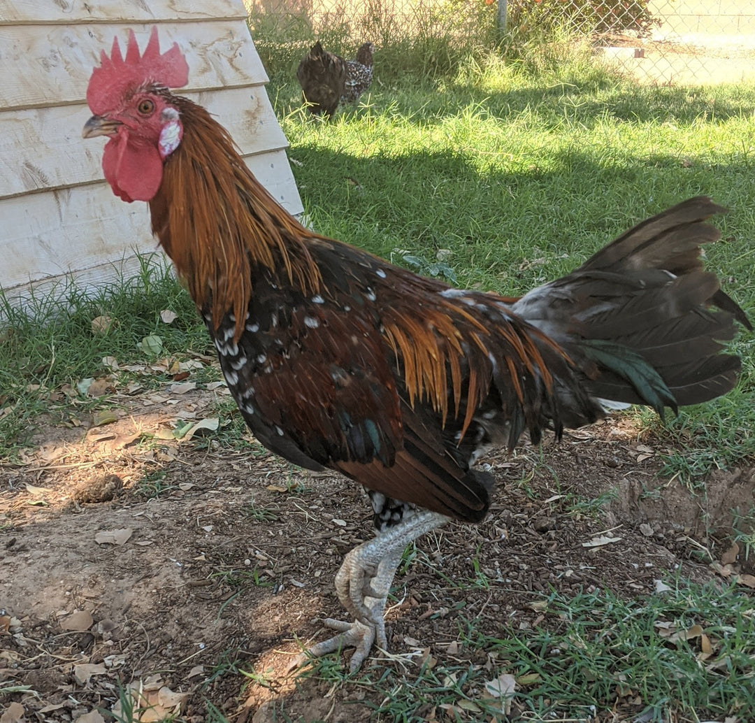 Huevos de Incubación Ayam Ketawa - Raza de Gallina Risueña de Indonesia