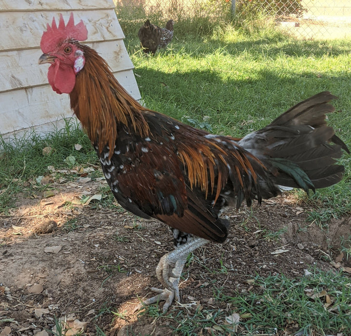 Huevos de Incubación Ayam Ketawa - Raza de Gallina Risueña de Indonesia
