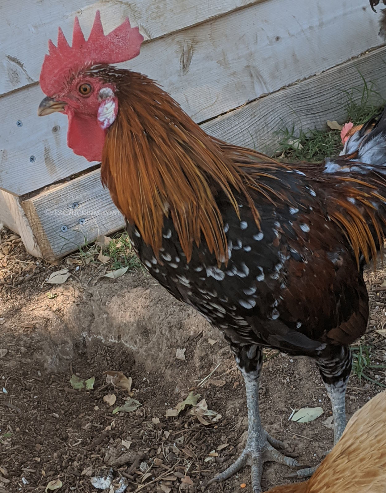 Ayam Ketawa Hatching Eggs - Indonesian Laughing Chicken Breed