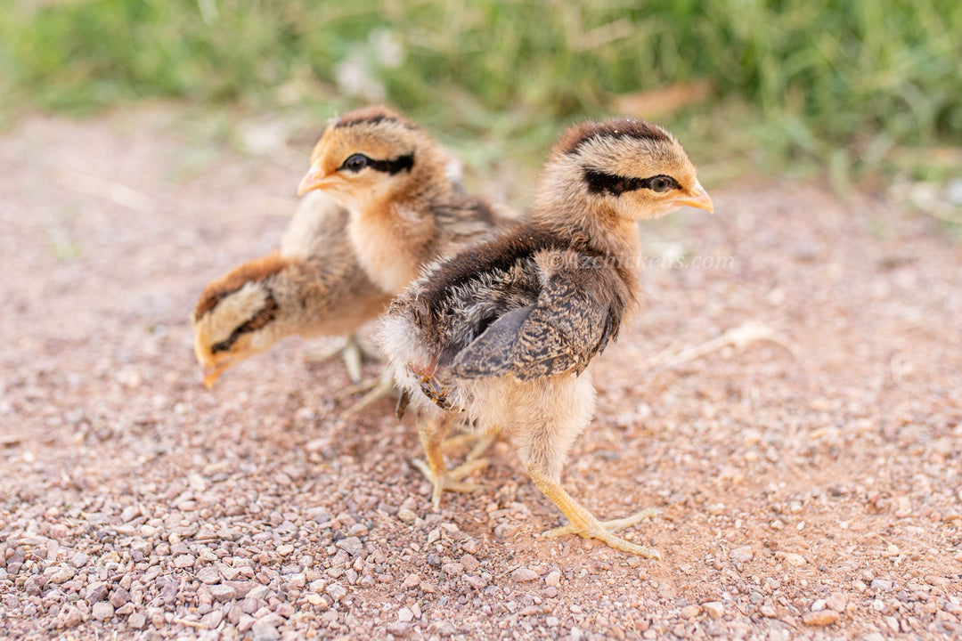 Pollitos de Ayam Ketawa - Gallo Risueño Indonesio Raro