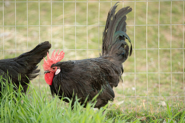 Premium Black Bresse Chickens - Juveniles & Adults for Breeding