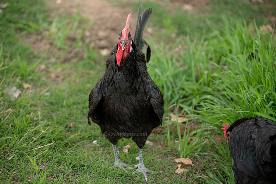 Huevos para incubar de gallina negra de Bresse