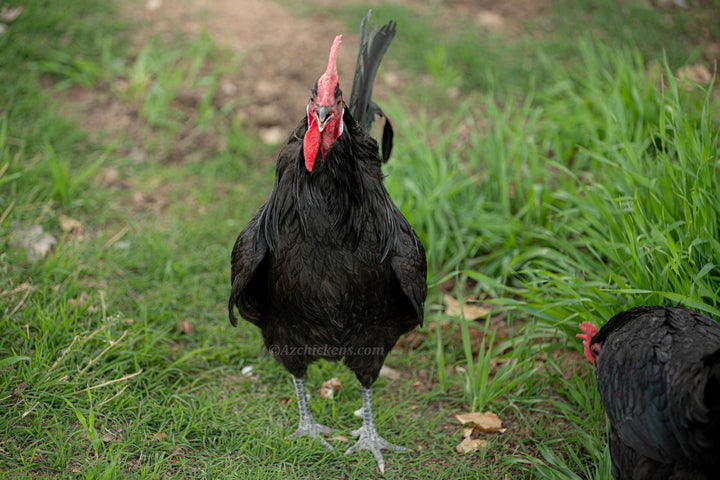 Huevos para incubar de gallina negra de Bresse