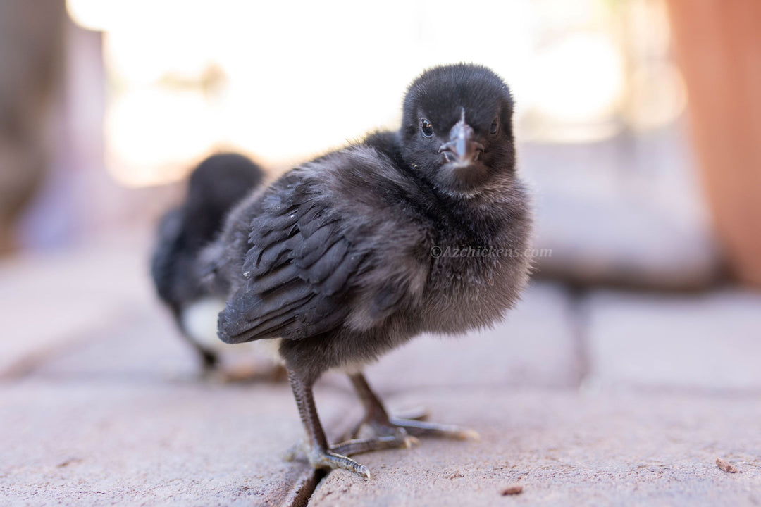 Black Bresse Chicks - Day Old Unsexed American Bresse Baby Chickens