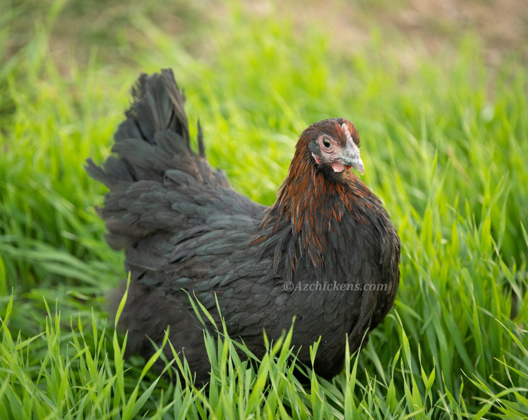 French Black Copper Marans Chicks Unsexed - Dark Chocolate Eggs