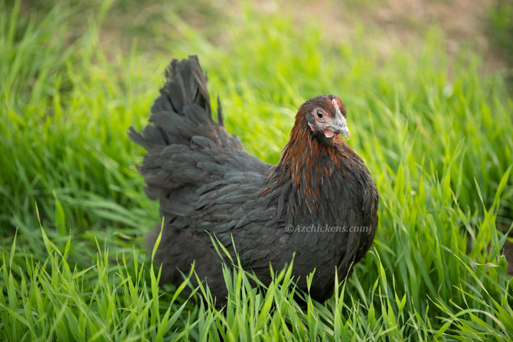 French Black Copper Marans Chickens - Dark Chocolate Egg Layers