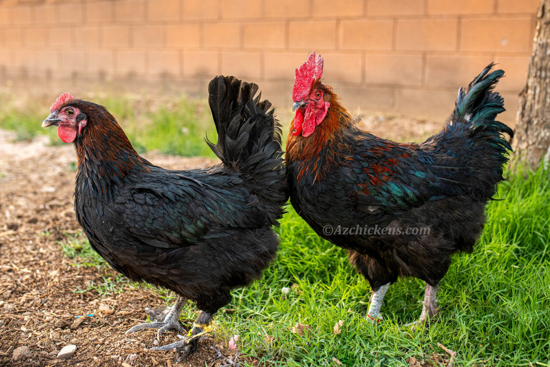 French Black Copper Marans Hens - Heritage Breed Dark Egg Layers