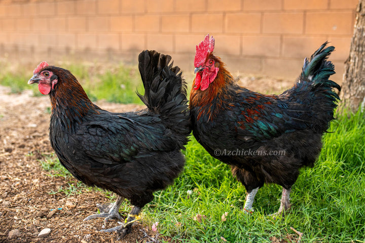 French Black Copper Marans Hens - Heritage Breed Dark Egg Layers
