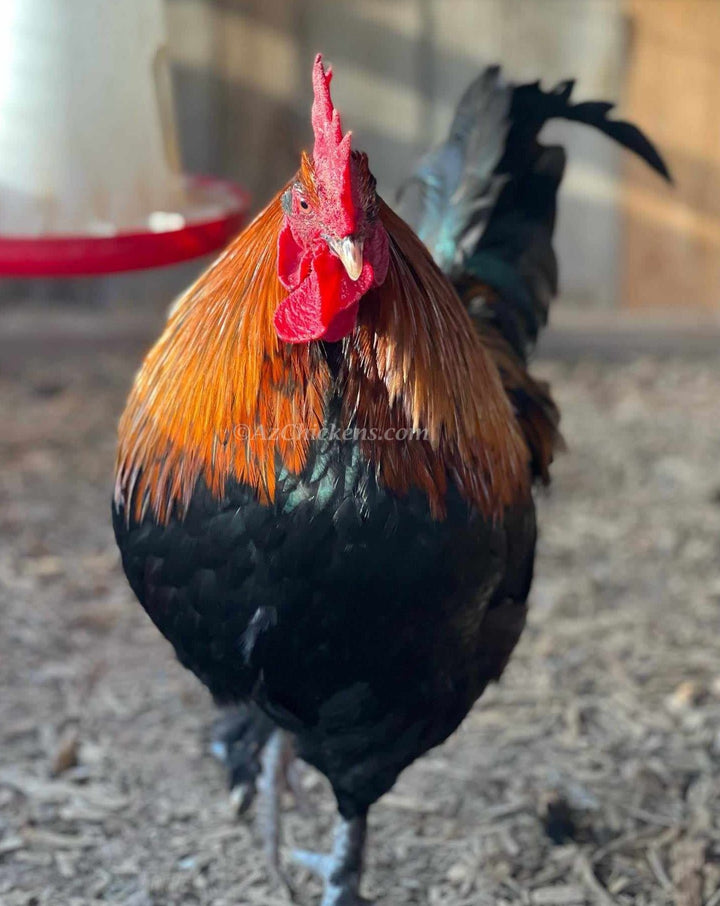 French Black Copper Marans Chicks Unsexed - Dark Chocolate Eggs