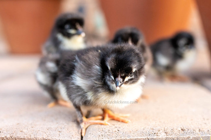 French Black Copper Marans Hens - Heritage Breed Dark Egg Layers