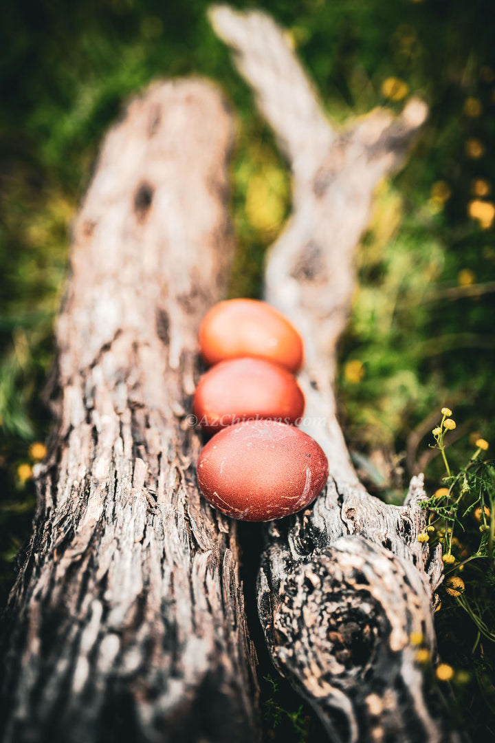 Gallinas ponedoras o pollitas - Recogida local en Arizona