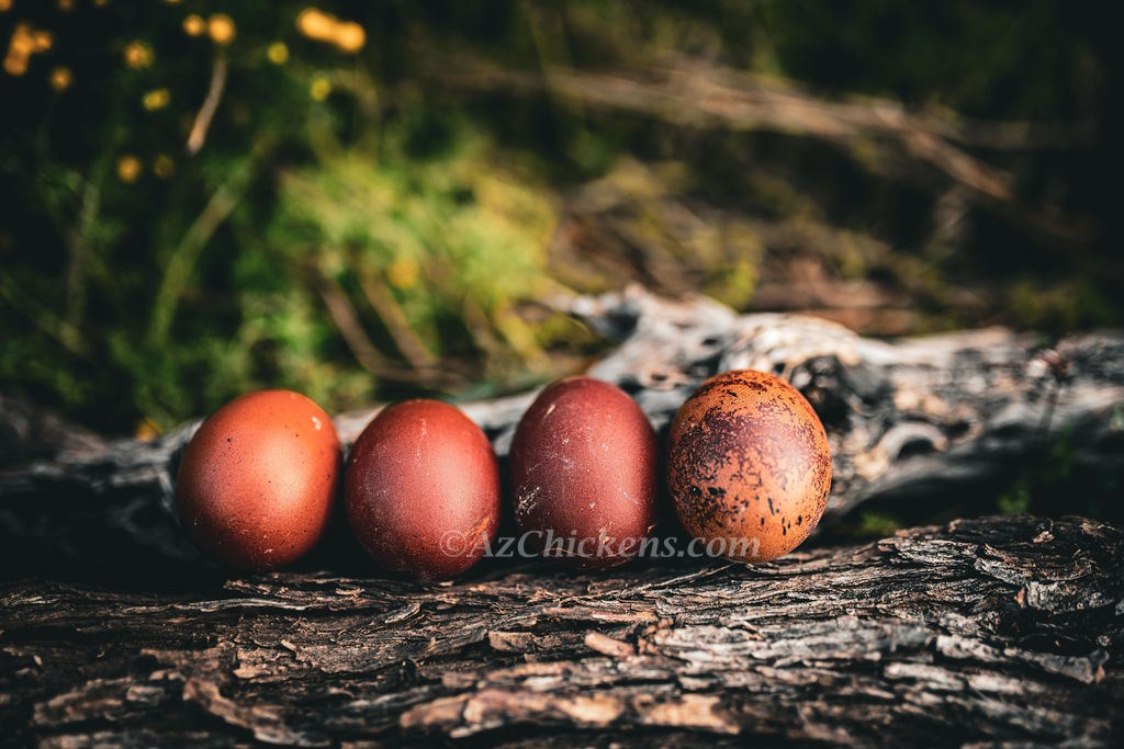French Black Copper Marans Chickens - Dark Chocolate Egg Layers
