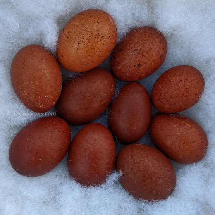 French Black Copper Marans Chickens - Dark Chocolate Egg Layers
