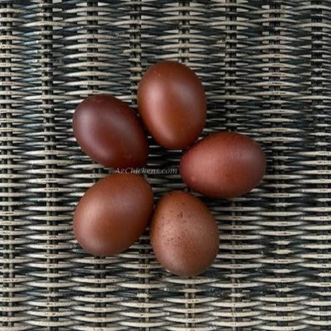 French Black Copper Marans Chicks Unsexed - Dark Chocolate Eggs