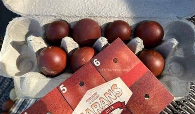 French Black Copper Marans Chicks Unsexed - Dark Chocolate Eggs