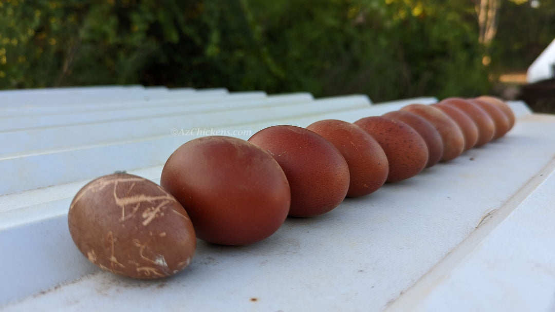 French Black Copper Marans Chickens - Dark Chocolate Egg Layers