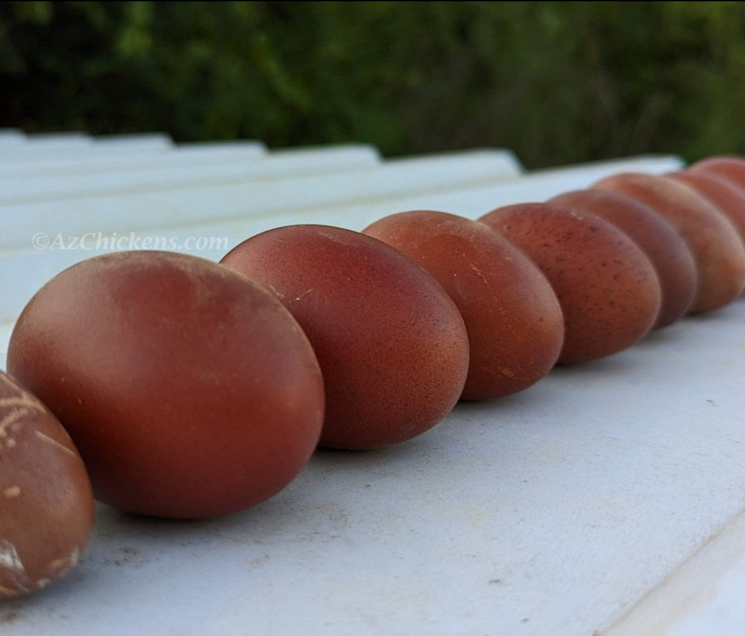 French Black Copper Marans Chicks Unsexed - Dark Chocolate Eggs