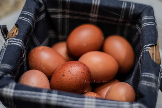 French Black Copper Marans hens, heritage breed, dark brown egg layers, available from Az Chickens, 6-week-old pullets