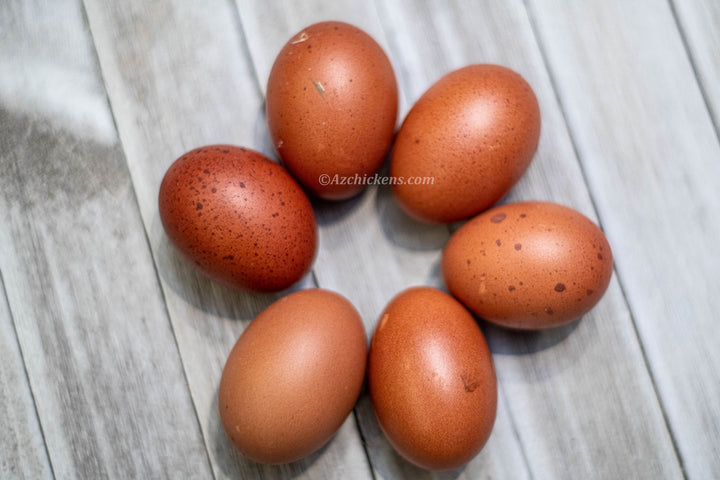French Black Copper Marans Hens - Heritage Breed Dark Egg Layers