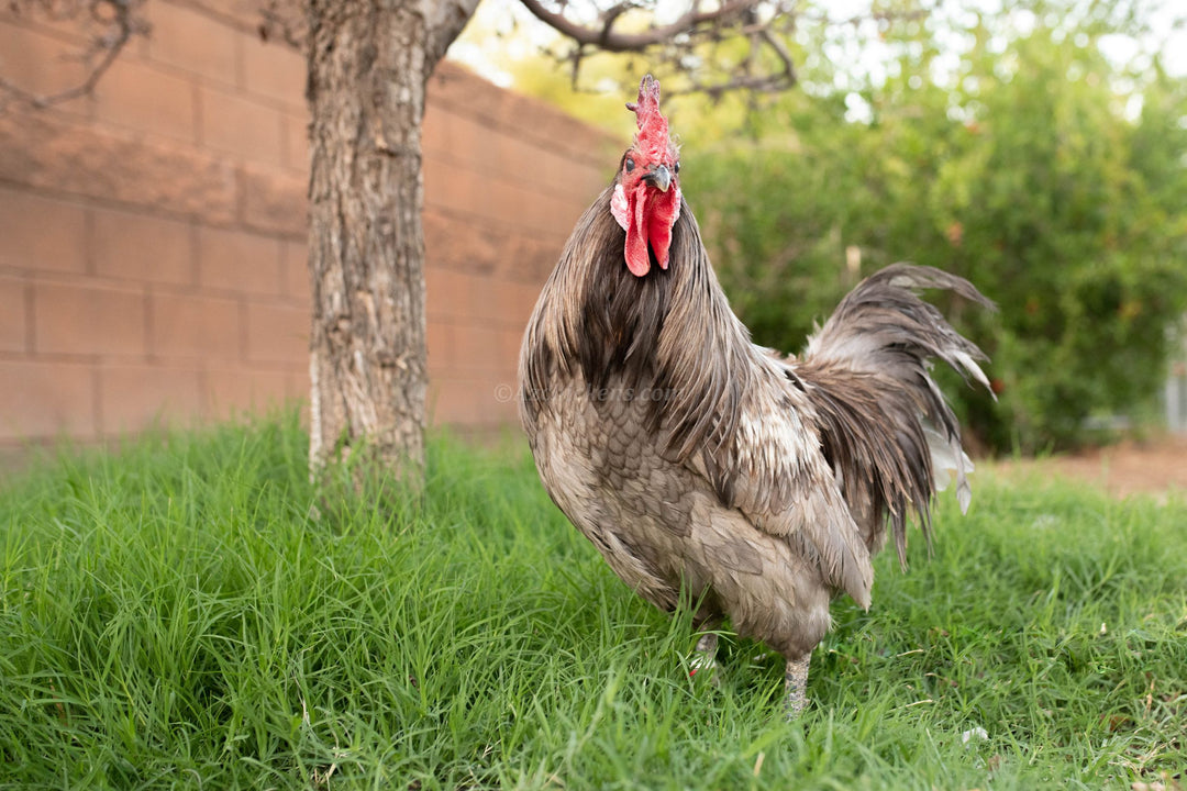 Pollos Bresse Azules Americanos - Stock Premium de Cría Adultos y Juveniles