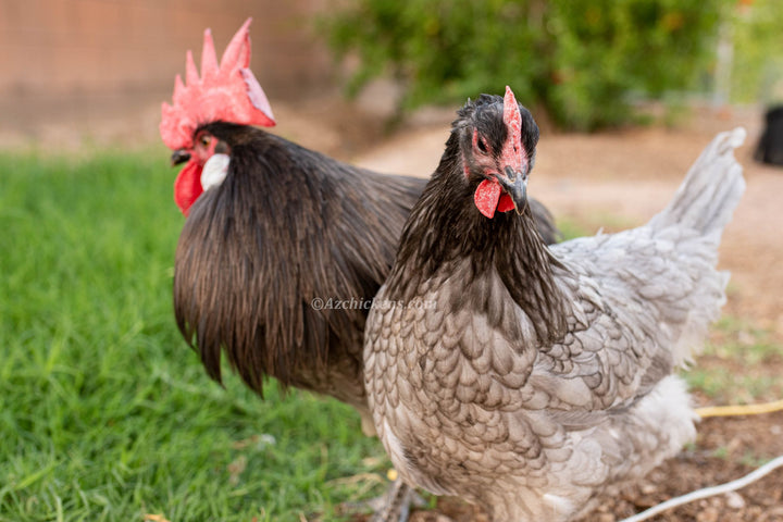 Pollos Bresse Azules Americanos - Stock Premium de Cría Adultos y Juveniles