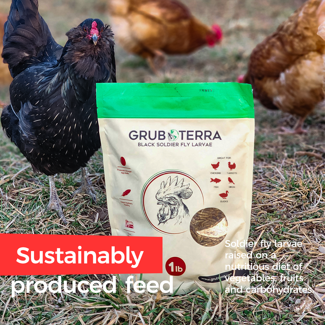 Muestra de larvas secas de GrubTerra