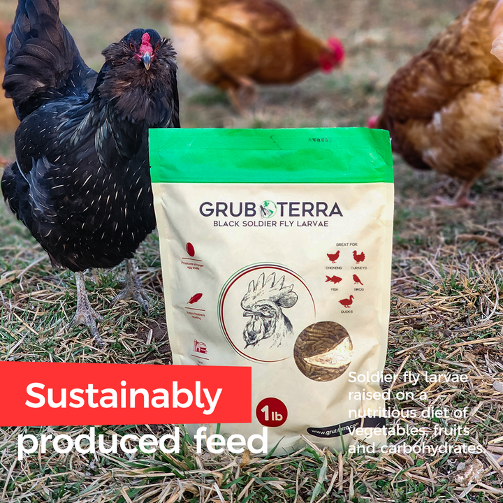 Muestra de larvas secas de GrubTerra