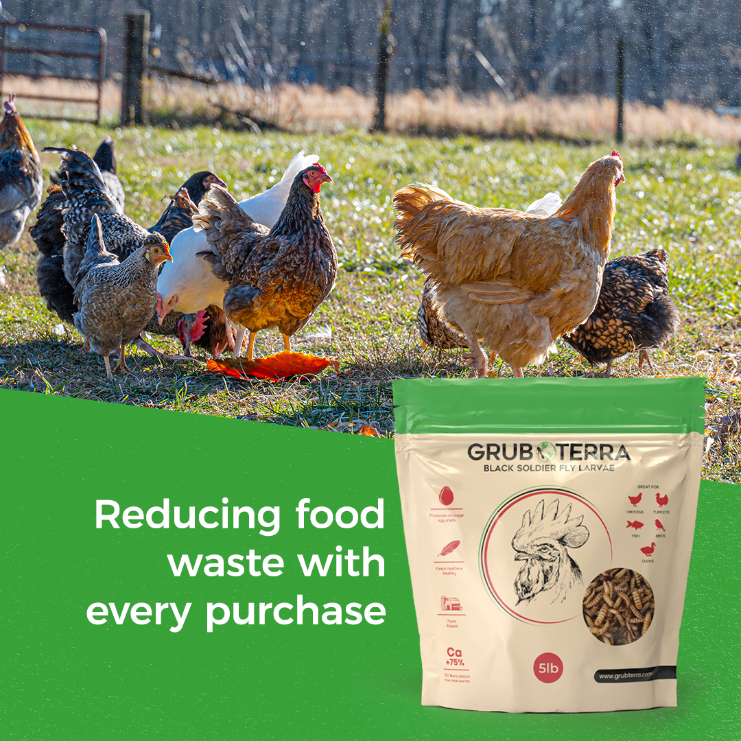 GrubTerra dried black soldier fly larvae in a 1lb bag, premium chicken and duck treat, rich in protein.