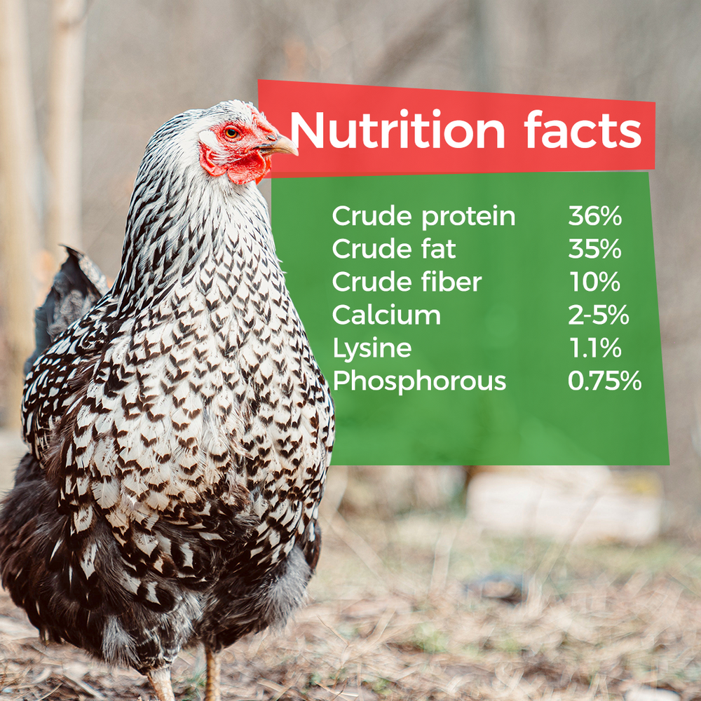GrubTerra premium dried black soldier fly larvae in a 5 lb bag, rich in calcium and protein for poultry feed.