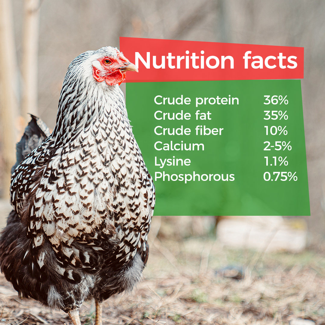 GrubTerra premium dried black soldier fly larvae in a 5 lb bag, rich in calcium and protein for poultry feed.
