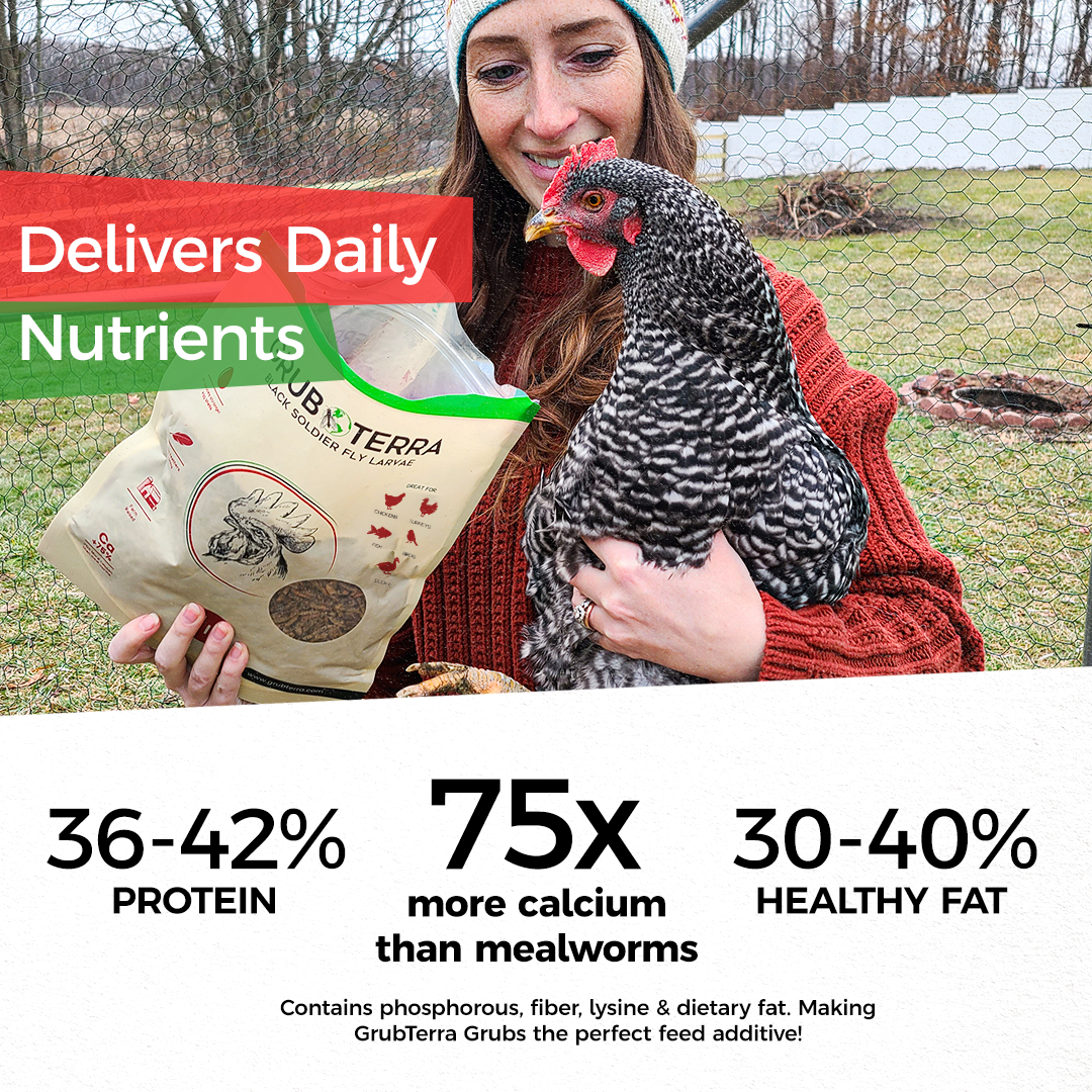 GrubTerra Dried Black Soldier Fly Larvae in a 1lb bag, premium chicken treat for birds and poultry.