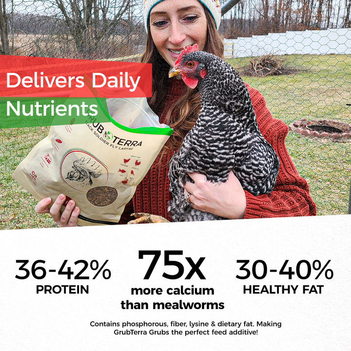 GrubTerra Dried Black Soldier Fly Larvae in a 1lb bag, premium chicken treat for birds and poultry.