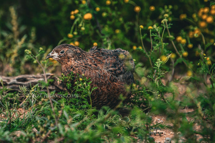 Celadon Coturnix Quail Juveniles - Blue Egg Laying Birds 2-3 Weeks