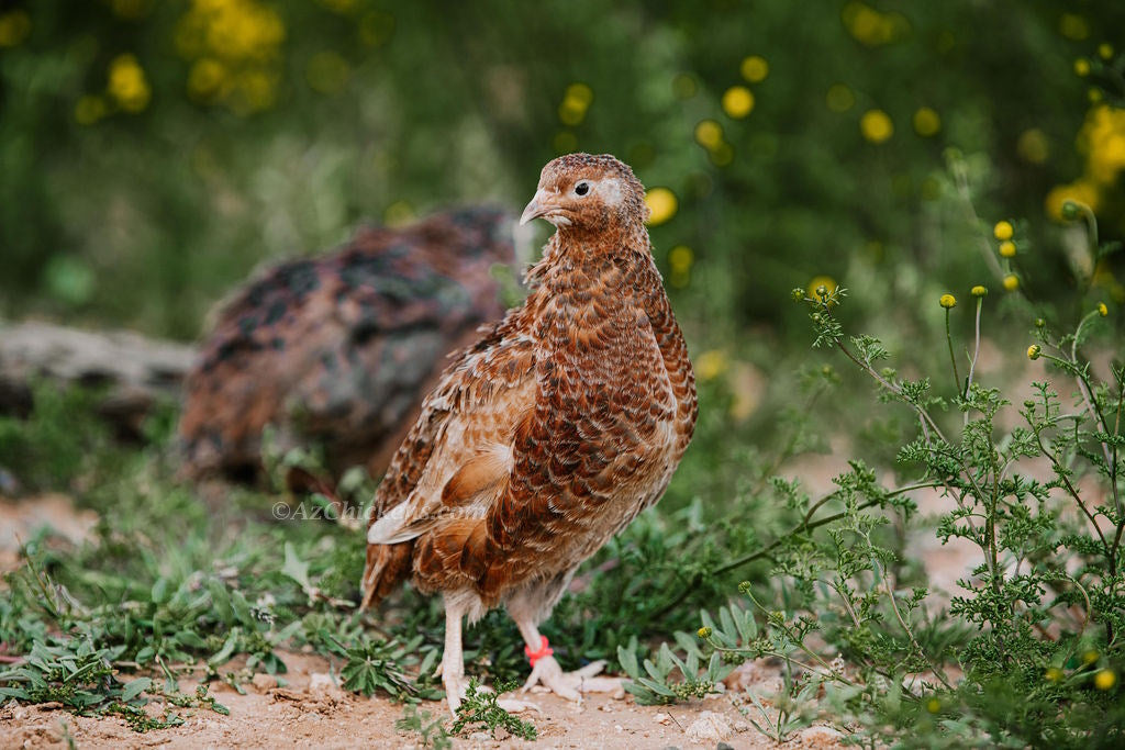 Celadon Coturnix Quail Juveniles - Blue Egg Laying Birds 2-3 Weeks