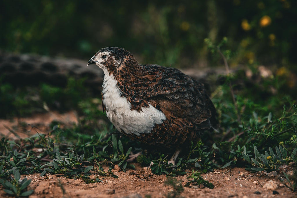 Blue Celadon Quail Hatching Eggs - 100% Blue Egg Layers