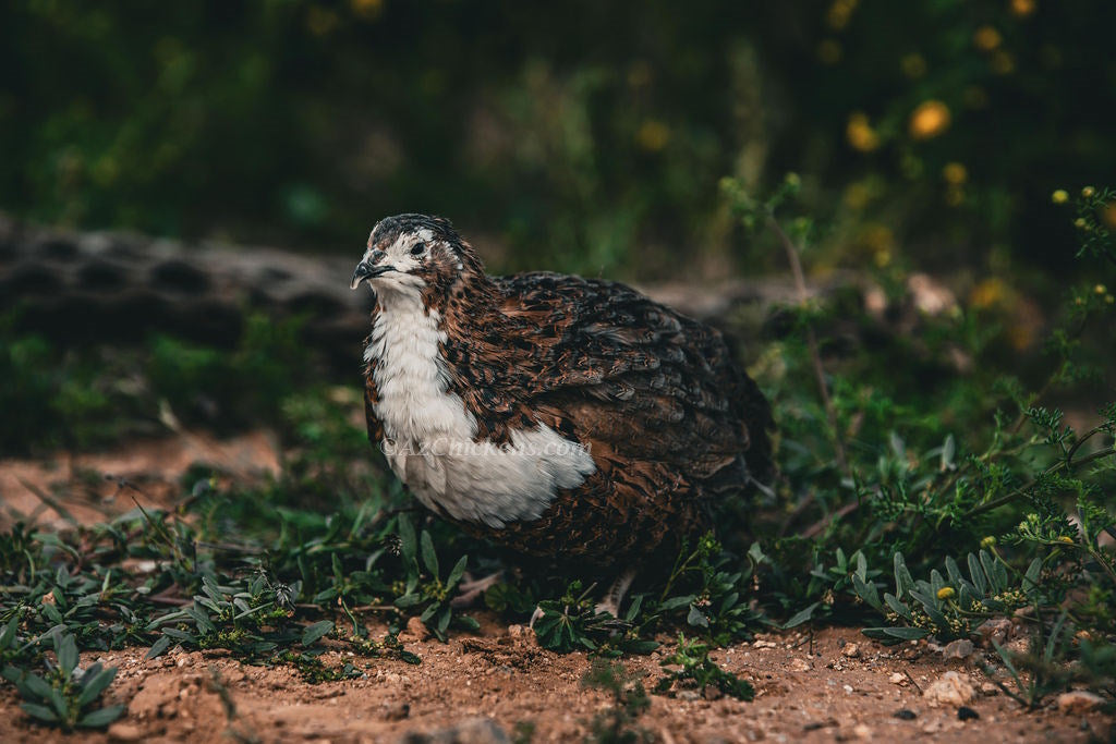 Codorniz Celadon Coturnix juvenil - Aves ponedoras de huevos azules de 2 a 3 semanas
