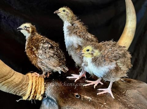 Celadon Coturnix Quail Juveniles - Blue Egg Laying Birds 2-3 Weeks